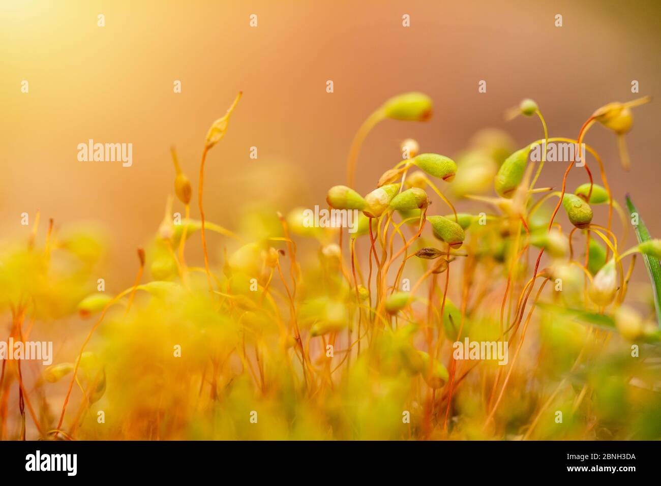 Macro photo of spring moss Pohlia nutans in gold light Stock Photo