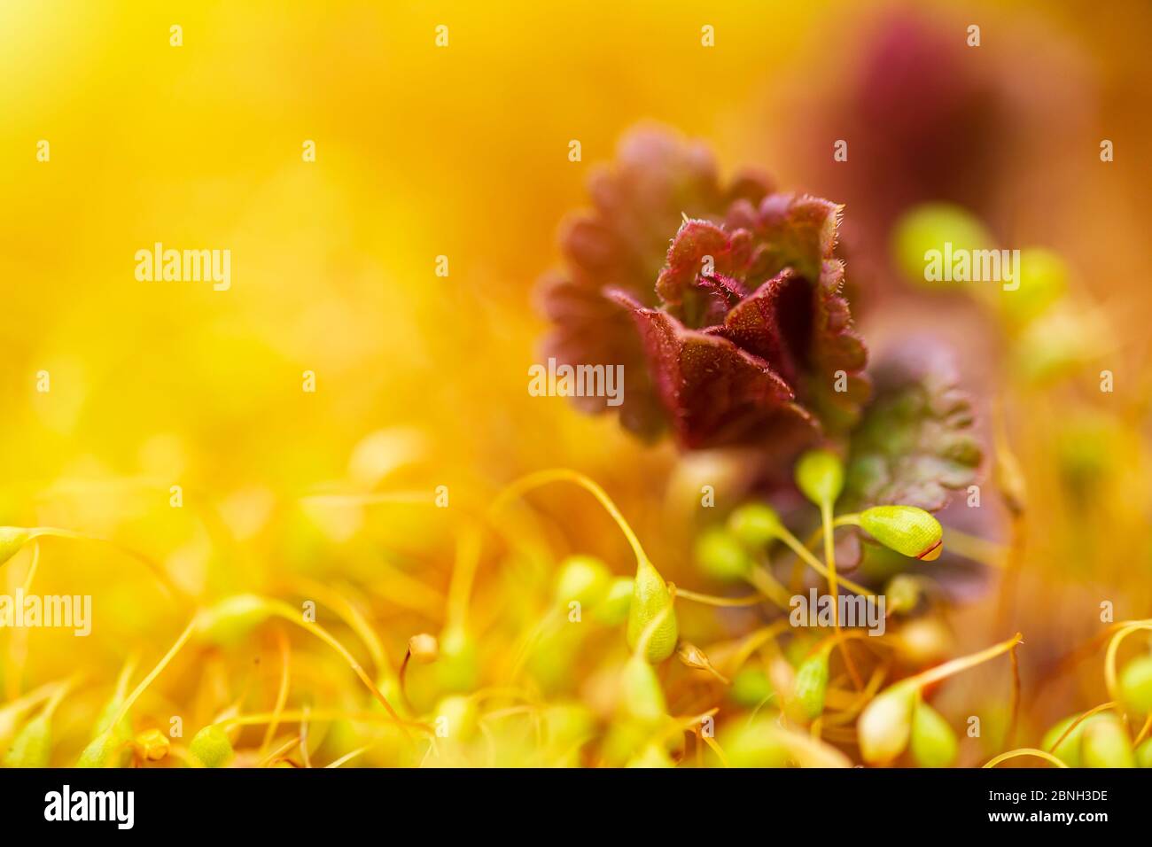 Small flower in group of spring moss Pohlia nutans in gold light. Macro photo Stock Photo