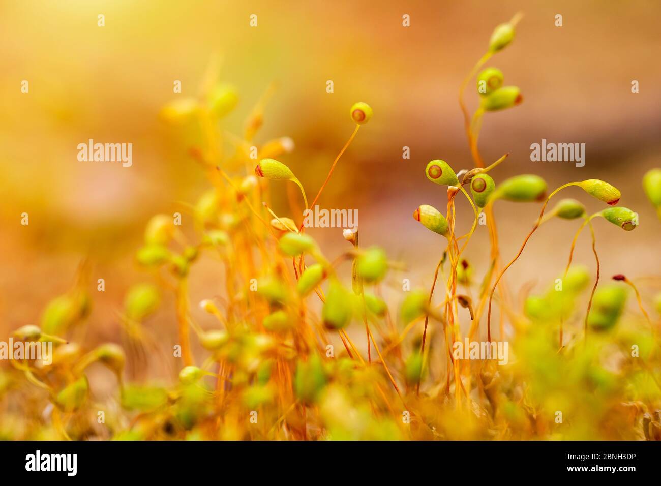 Group of spring moss Pohlia nutans in gold light. Macro photo Stock Photo