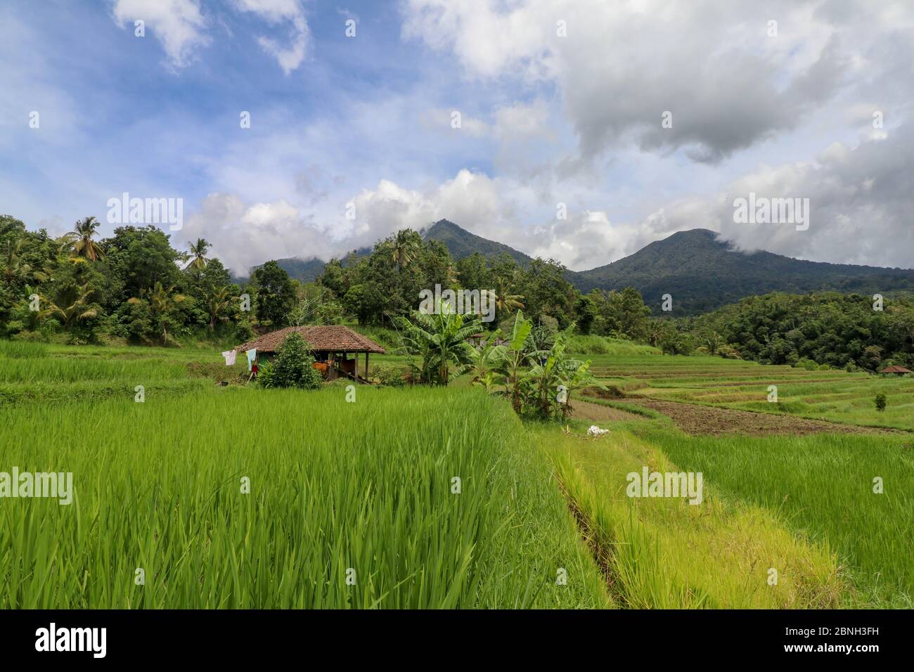 Beautiful Rice Ranches Beautiful landscape view of rice field with shelter for cows. Vi Stock ...