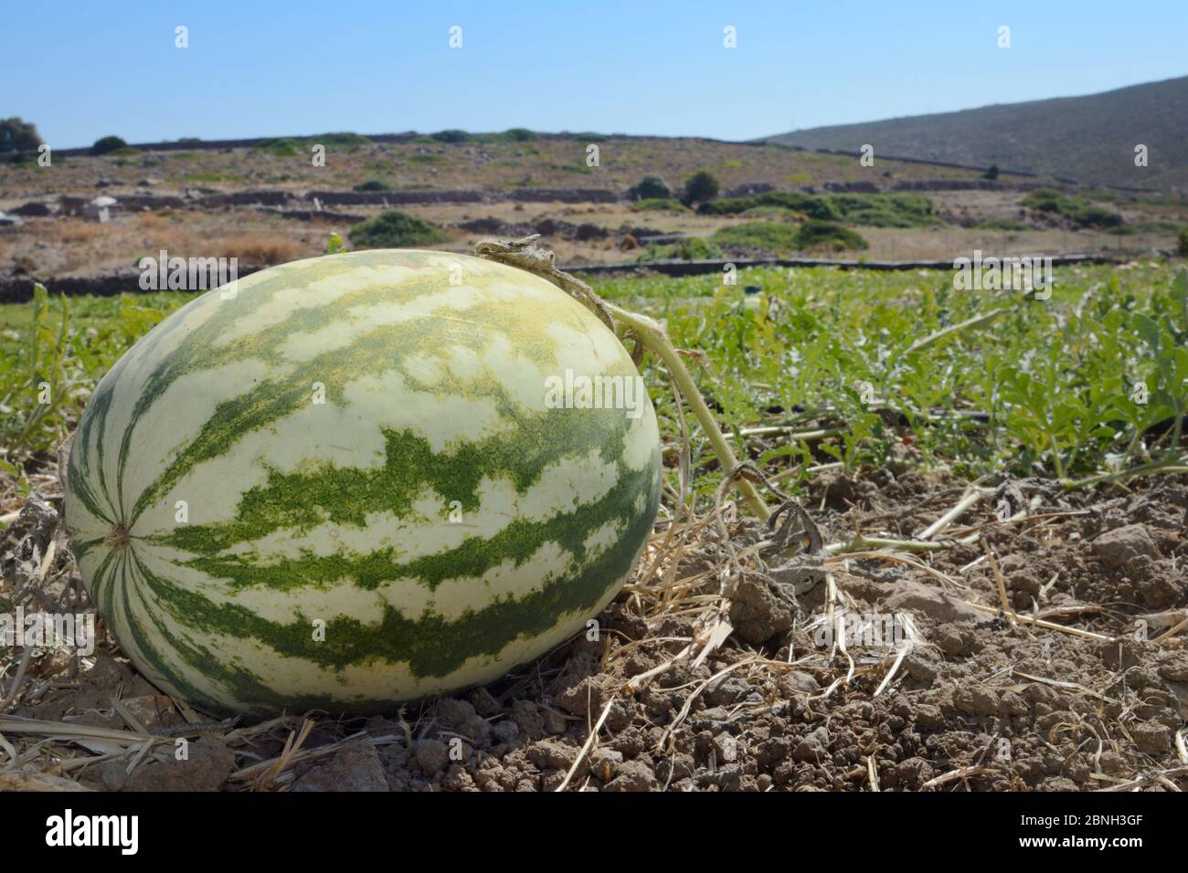 Watermelon (Citrullus lanatus) cultivated plant growing in field, Kos, Greece, August 2013. Stock Photo