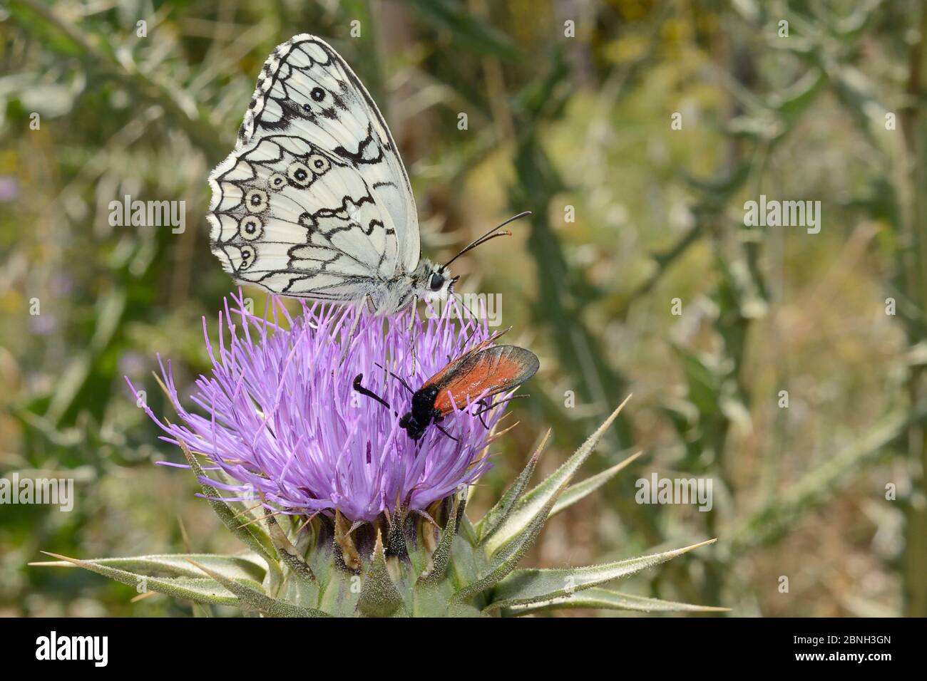 Lesbian / Balkan marbled white (Melanarge larissa lesbina) feeding from  Milk thistle (Silybum marianum = Carduus marianum) alongside a Burnet moth  (Zy Stock Photo - Alamy