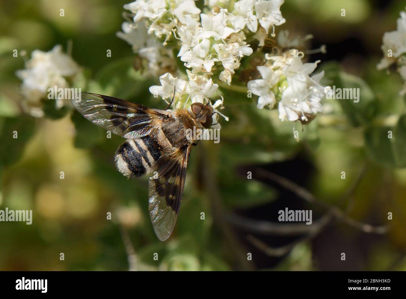 Bee fly (Thyridanthrax perspicillaris) with strongly patterned wings, feeding on Cretan oregano flowers (Origanum onites), Lesbos / Lesvos, Greece, Ma Stock Photo