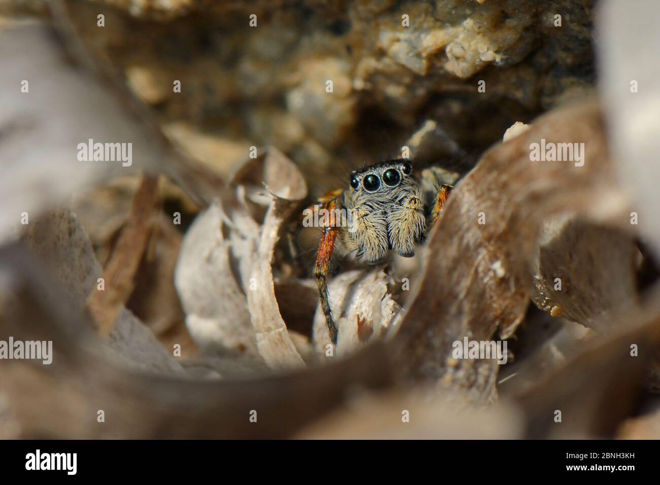 Beautiful Jumping spider  / Beautiful jumper (Philaeus / Phylaeus chrysops) hunting among the tide wrack of Seagrass leaves on a beach, Lesbos / Lesvo Stock Photo