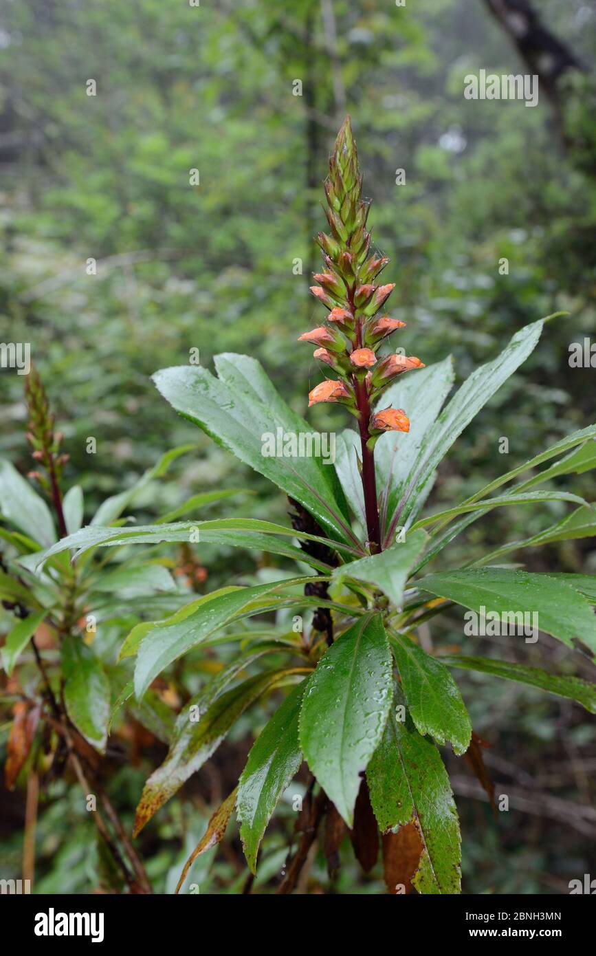 Canary island foxglove (Isoplexis canariensis), a bird pollinated plant ...