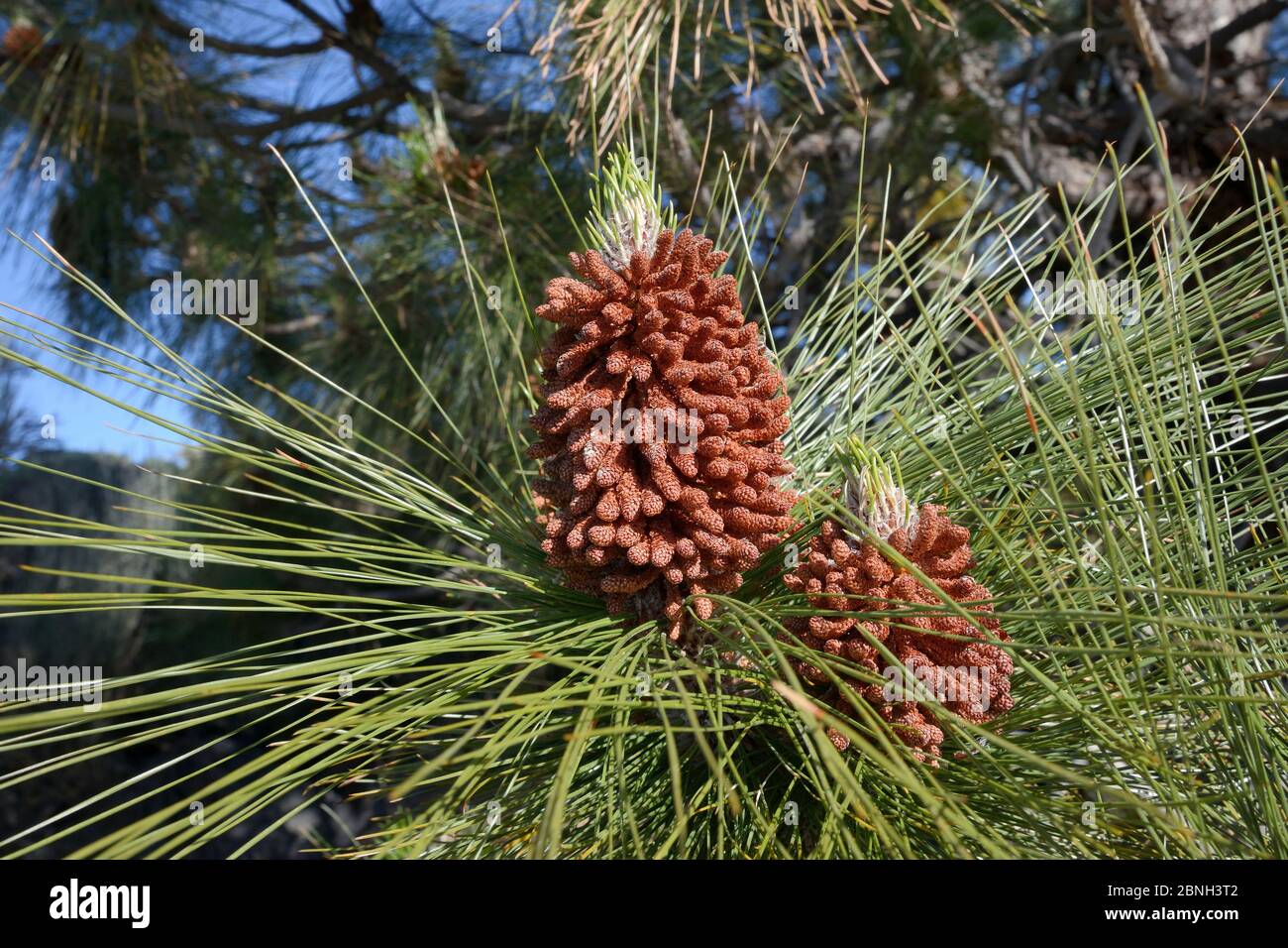 Mature, pollen-producing male cones of a Canary island pine (Pinus canariensis), endemic to the Canaries, Teide National Park, Tenerife, Canary Island Stock Photo