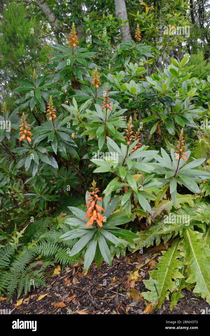 Stand of Canary island foxglove (Isoplexis canariensis), a bird ...