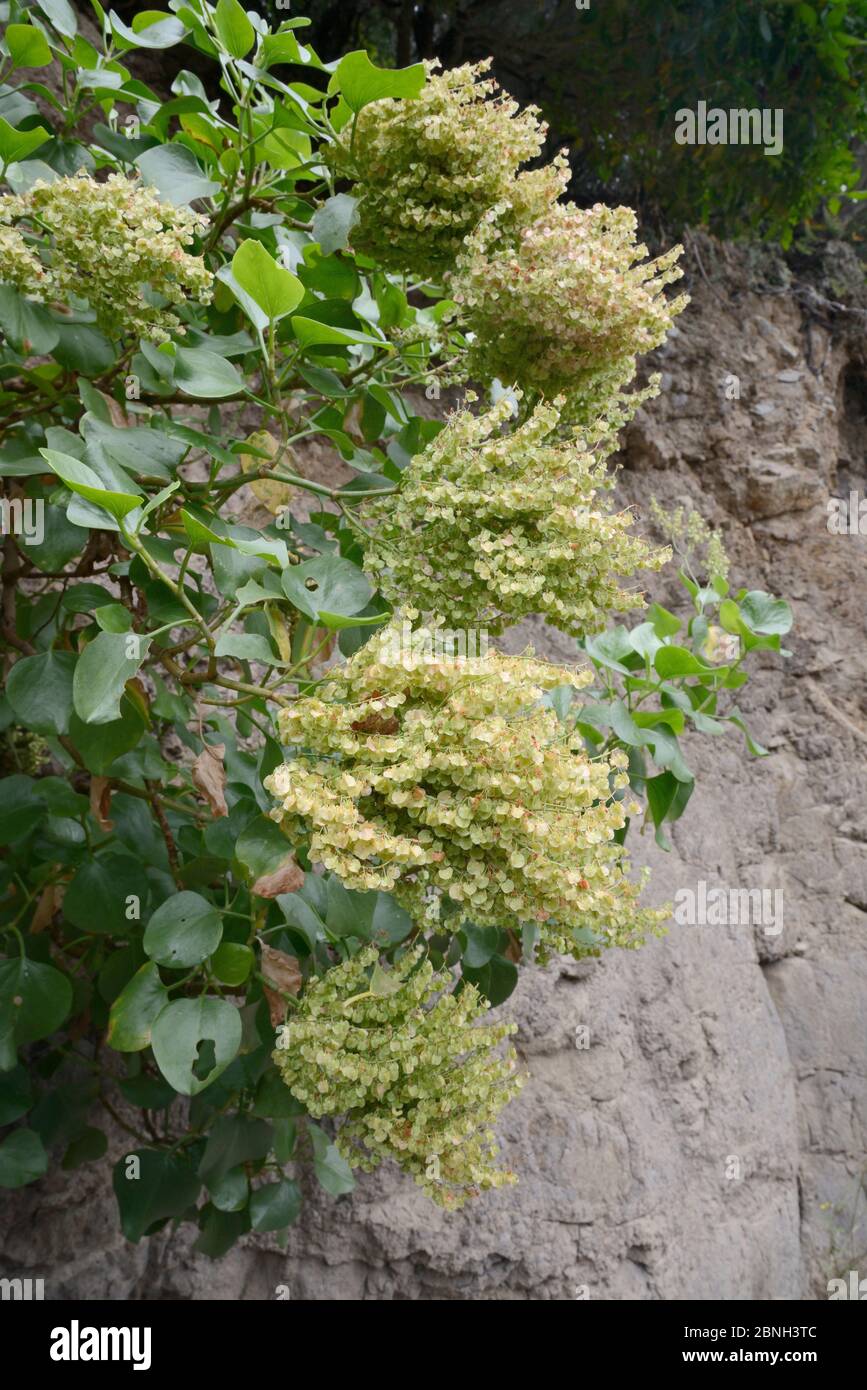 Vinegrera / Canary island sorrel (Rumex lunaria), endemic to the Canaries, flowering on a rock face in montane laurel forest, Anaga Rural Park,Tenerif Stock Photo