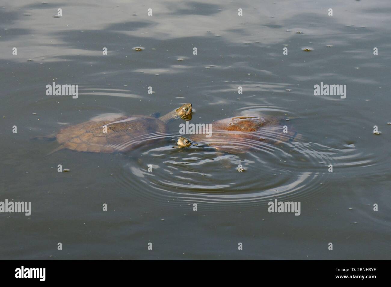 Two Western Caspian pond turtles / Balkan stripe-necked terrapins (Mauremys caspica rivulata) swimming in a pond with their heads above water, Isle of Stock Photo