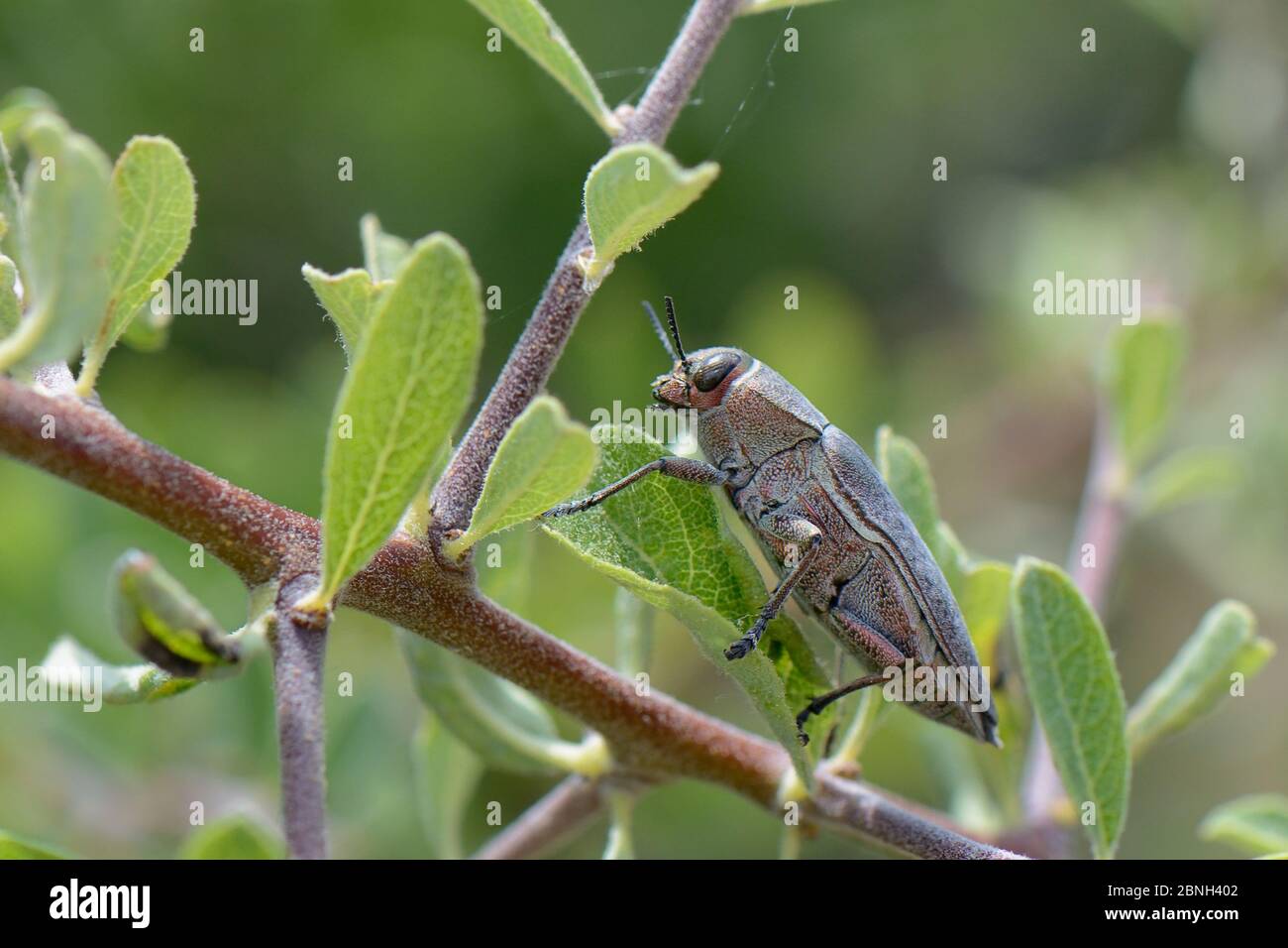 Copper Buprestid / Jewel beetle (Aurigena / Perotis lugubris) a pest of fruit tee roots, Lesbos / Lesvos, Greece, May Stock Photo