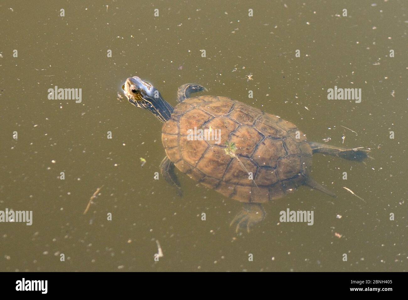 Young Western Caspian pond turtle / Balkan stripe-necked terrapin (Mauremys caspica rivulata) swimming in a pond with its head above water, Isle of Le Stock Photo