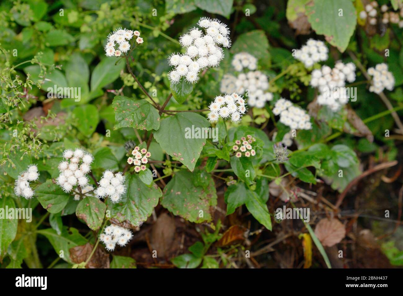 Crofton weed / Sticky snakefoot (Ageratina adenophora), a Mexican species invasive in Tenerife, flowering on a roadside in montane laurel forest, Anag Stock Photo