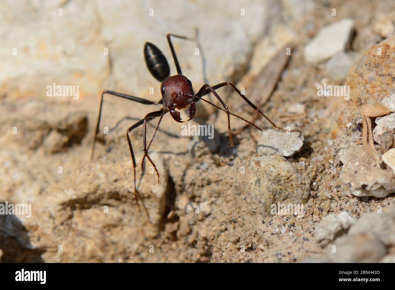 Desert ant (Cataglyphis nodus / Cataglyphis bicolor nodus) worker foraging among rocks just behind a sandy beach, Kos, Greece, August. These ants navi Stock Photo