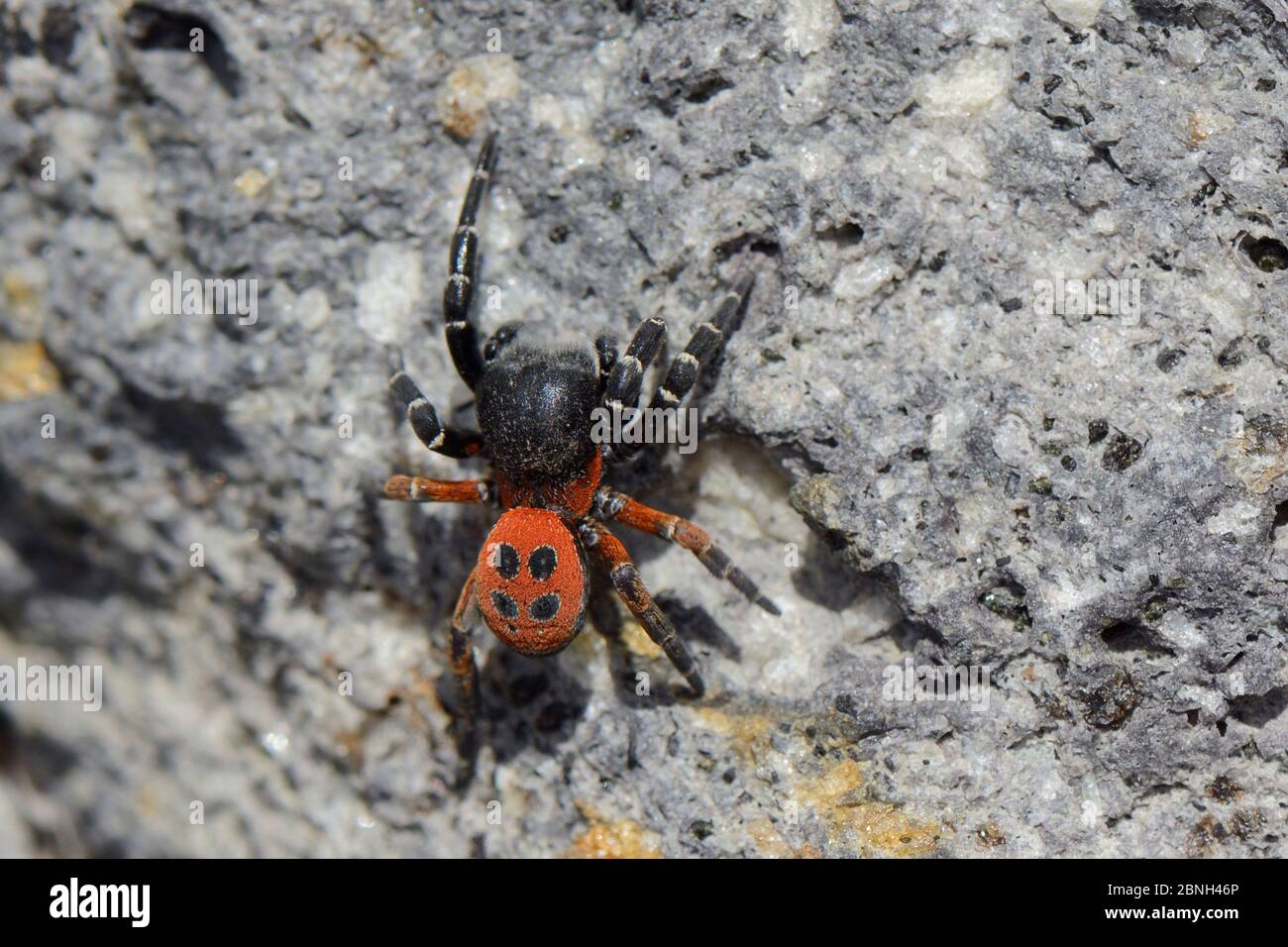 Male Ladybird spider (Eresus cinnaberinus / niger) searching for females on a rock face, Lesbos / Lesvos, Greece, May. Stock Photo