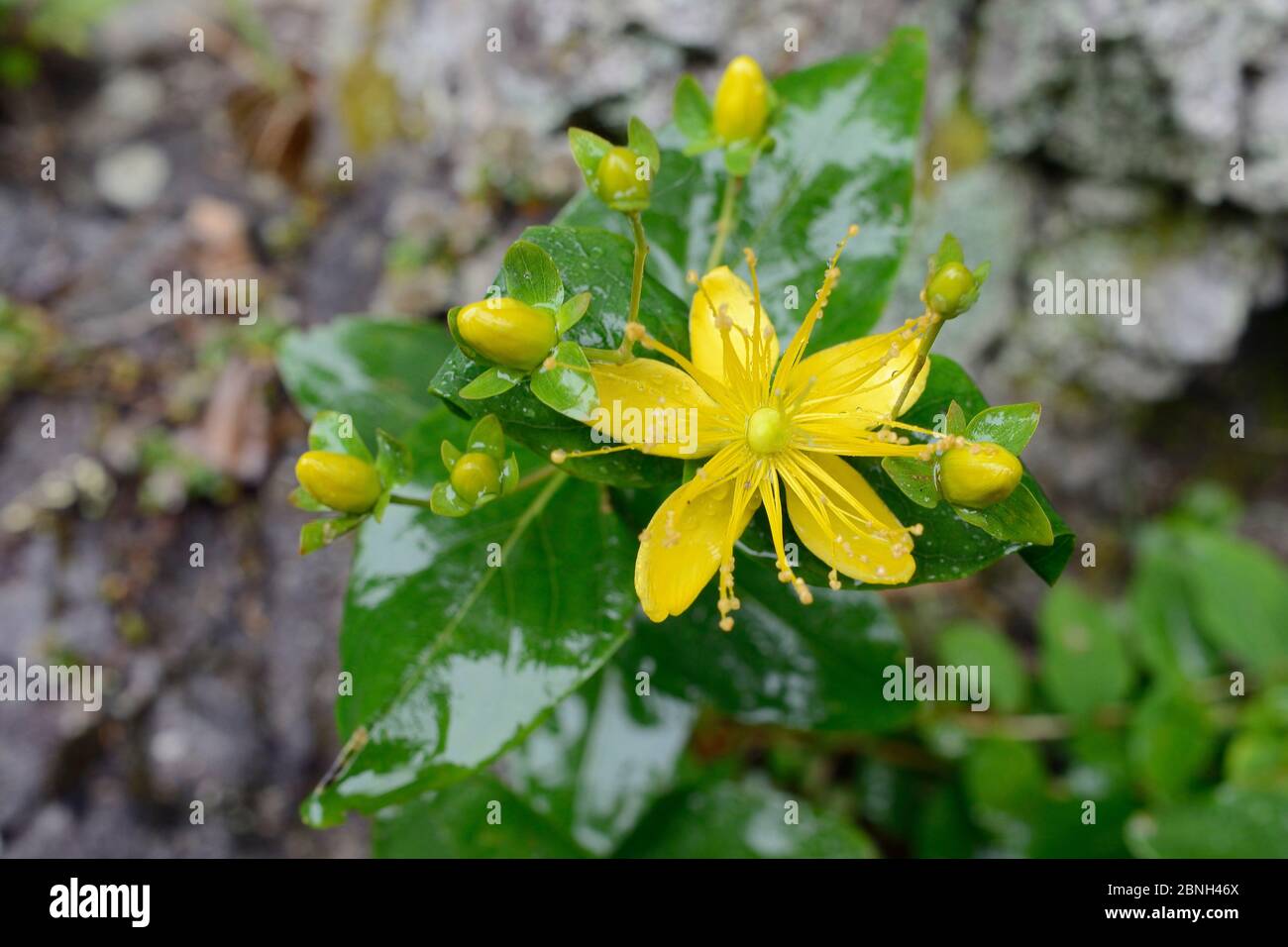 Large-leaved St John’s wort (Hypericum grandifolium), endemic to the Canaries and Madeira, flowering in montane laurel forest, Anaga Rural Park,Teneri Stock Photo