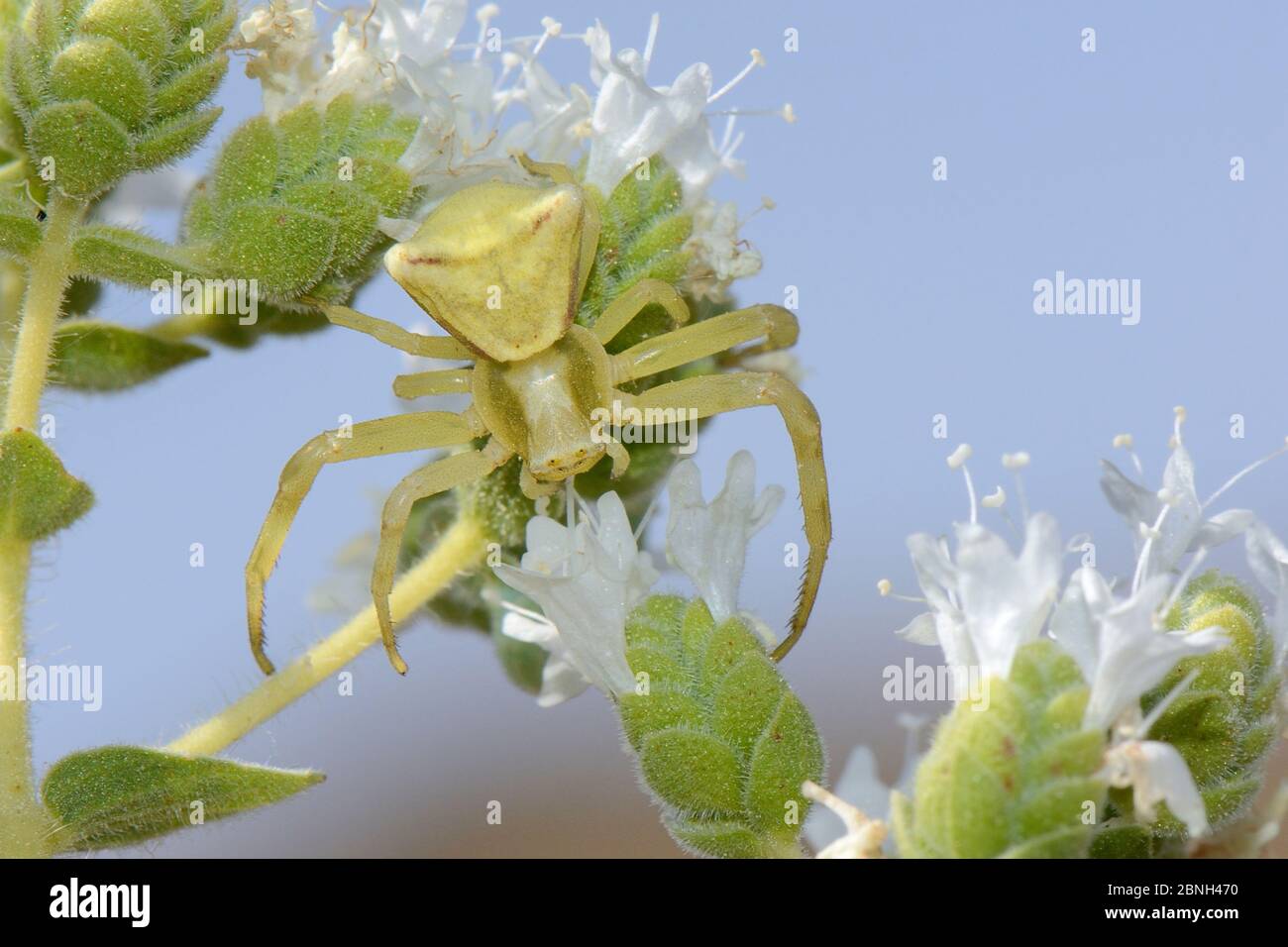 Heather crab spider (Thomisus onustus) waiting for insect prey on Cretan oregano flowerhead (Origanum onites), Lesbos/ Lesvos, Greece, May. Stock Photo