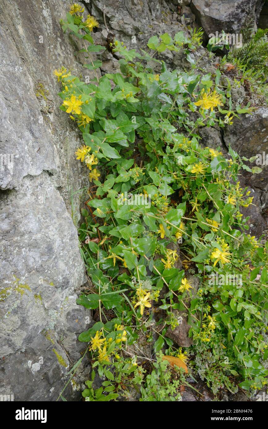 Large-leaved St John’s wort (Hypericum grandifolium), endemic to the Canaries and Madeira, flowering among rocks in montane laurel forest, Anaga Rural Stock Photo