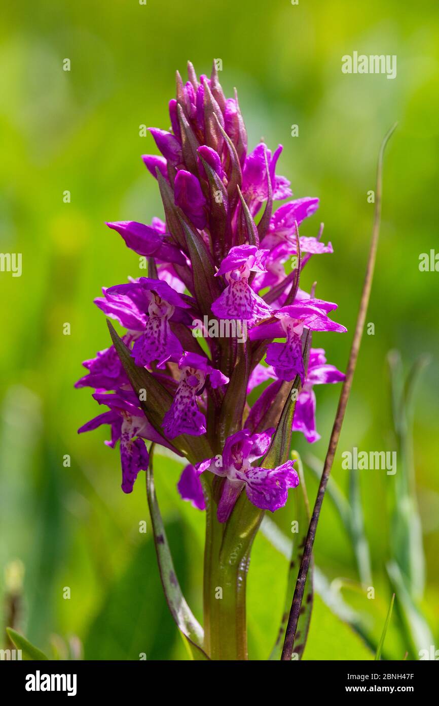 Beauty blossom of broad-leaved marsh orchid Dactylorhiza majalis in grass Stock Photo