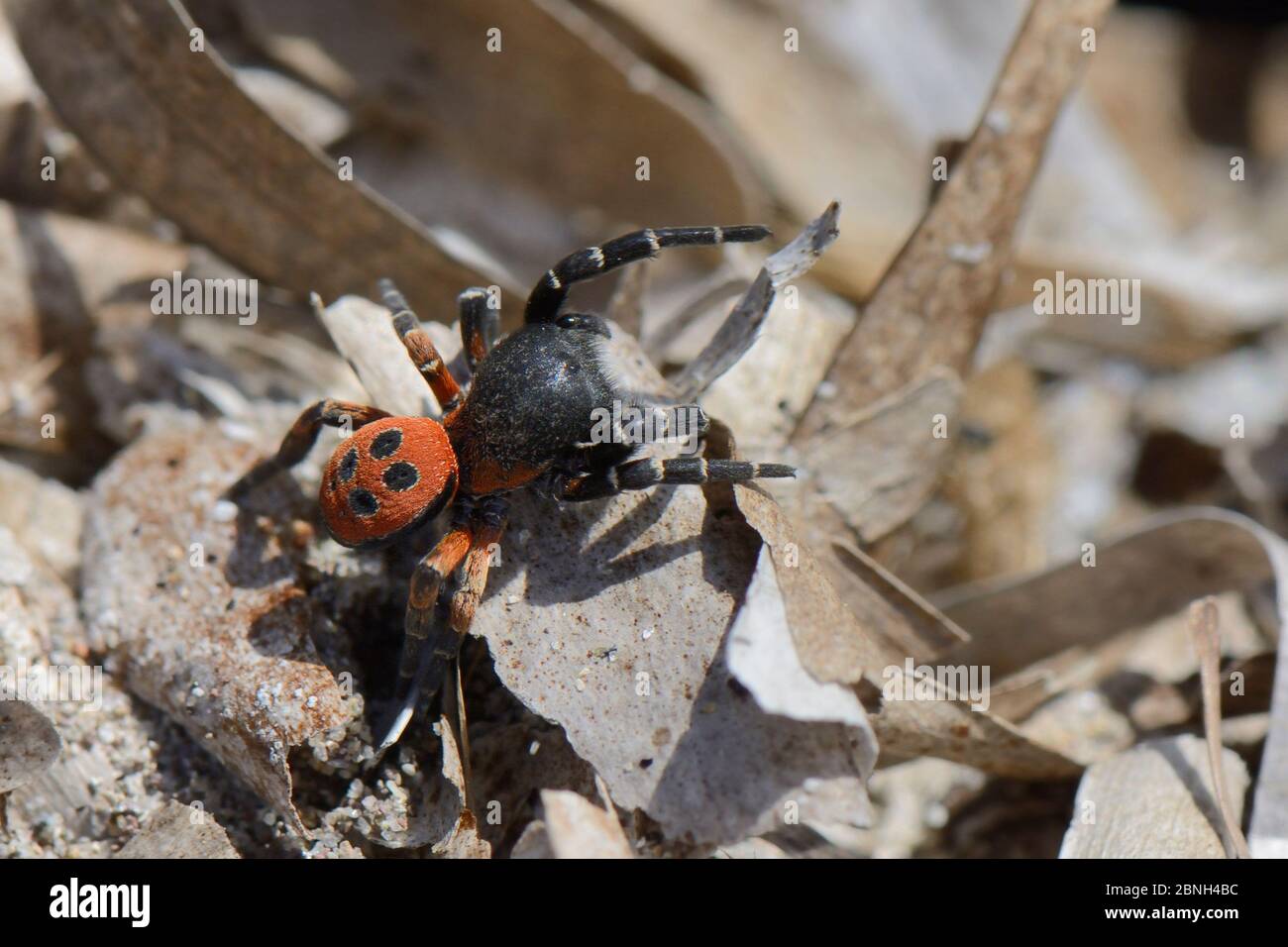 Male Ladybird spider (Eresus cinnaberinus / niger) searching for females, Lesbos / Lesvos, Greece, May. Stock Photo