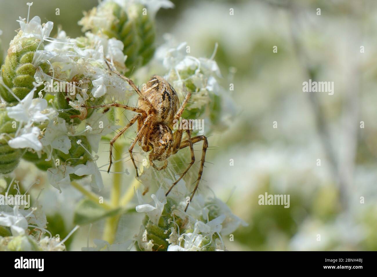 Lynx spider (Oxyopes heteropthalmus) hunting for insect prey on Cretan oregano flowers (Origanum onites), Lesbos / Lesvos, Greece, May. Stock Photo