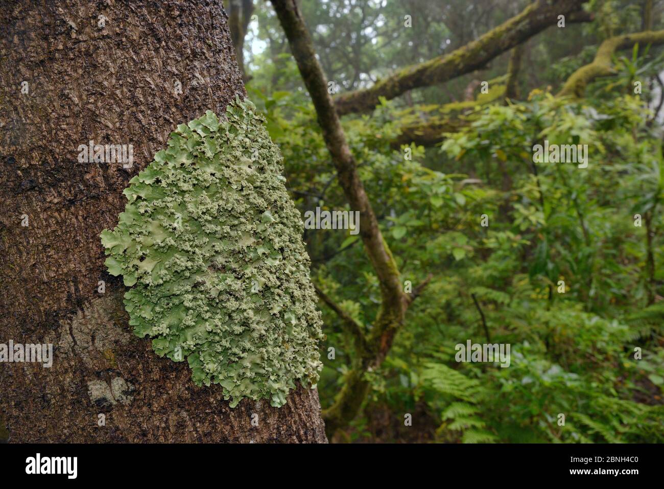 Common greenshield lichen (Flavoparmelia caperata) patch growing on a tree trunk in montane Laurel forest, Anaga Mountains, Tenerife, May. Stock Photo