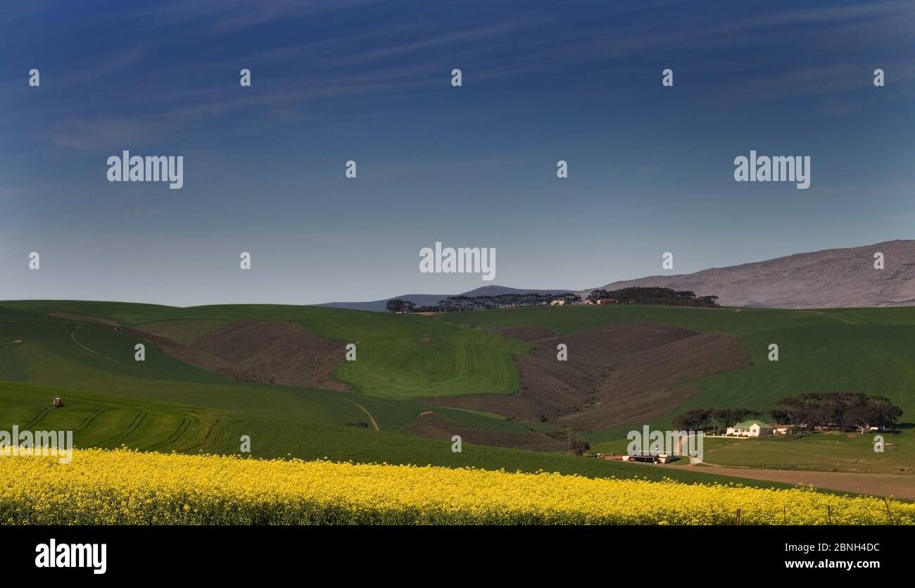 canola farmland landscape, Overberg, Swartland, South Africa Stock ...