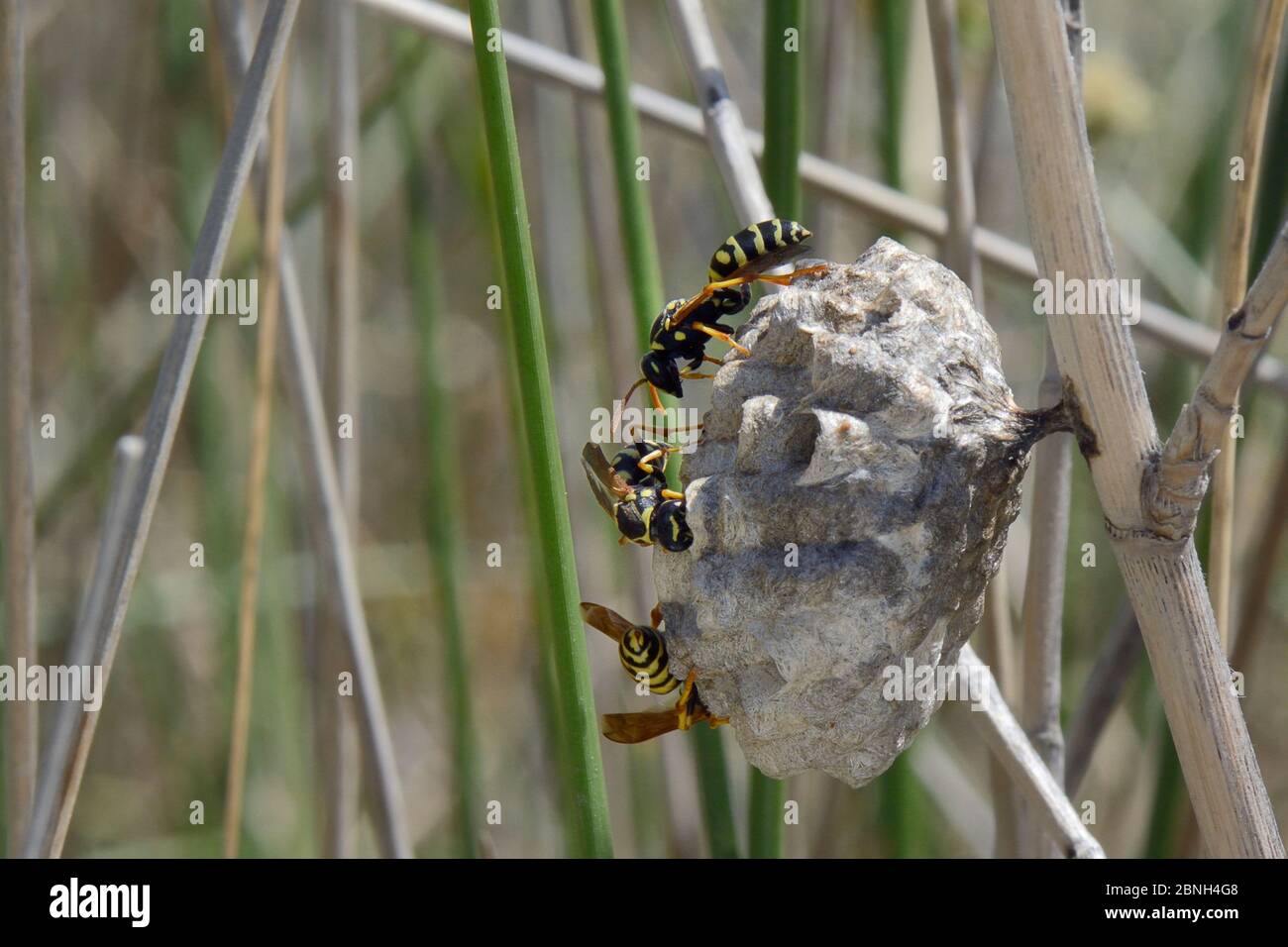 Female Wasps High Resolution Stock Photography and Images Alamy