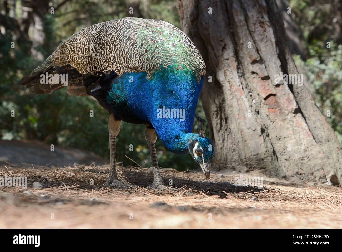 Male Indian or Blue peafowl / peacock (Pavo cristatus) foraging on a pine  forest floor, Plaka, Kos, Dodecanese Islands, Greece, August Stock Photo -  Alamy