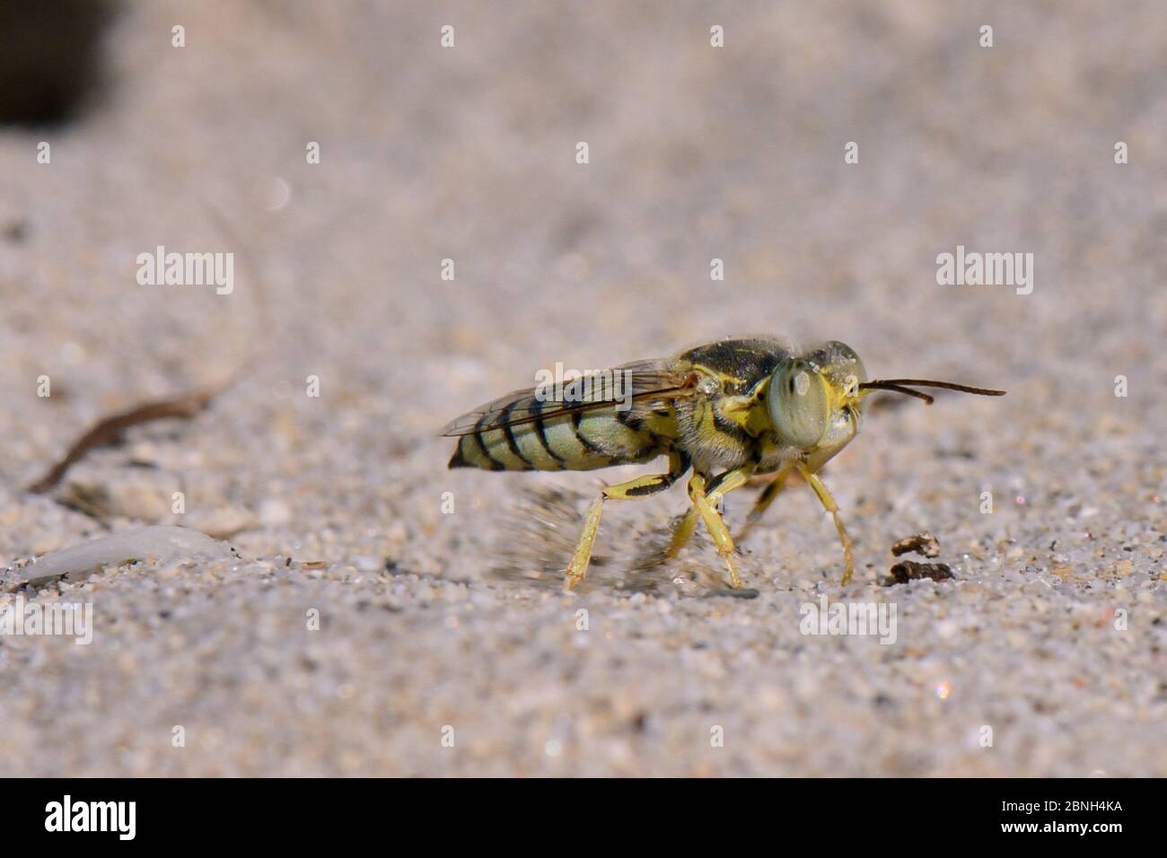 Female Sand wasp / Digger wasp (Bembix olivacea) excavating a nest hole in beach sand, flinging sand behind it as it works, Kos, Dodecanese Islands, G Stock Photo