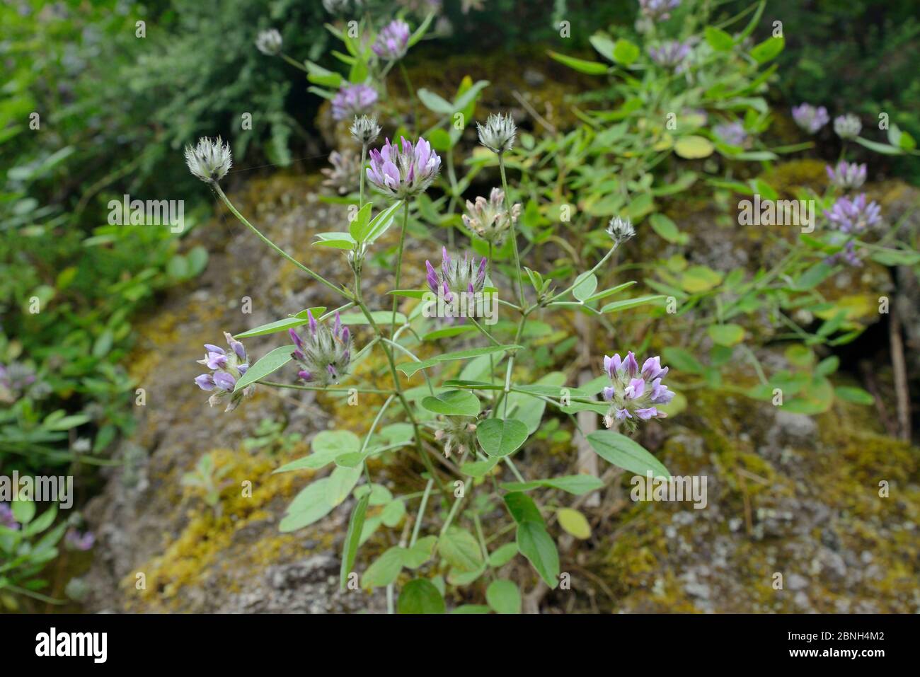 Purple trefoil (Bituminaria / Psoralea bituminosa) clump flowering in montane laurel forest, Anaga Rural Park,Tenerife, May. Stock Photo