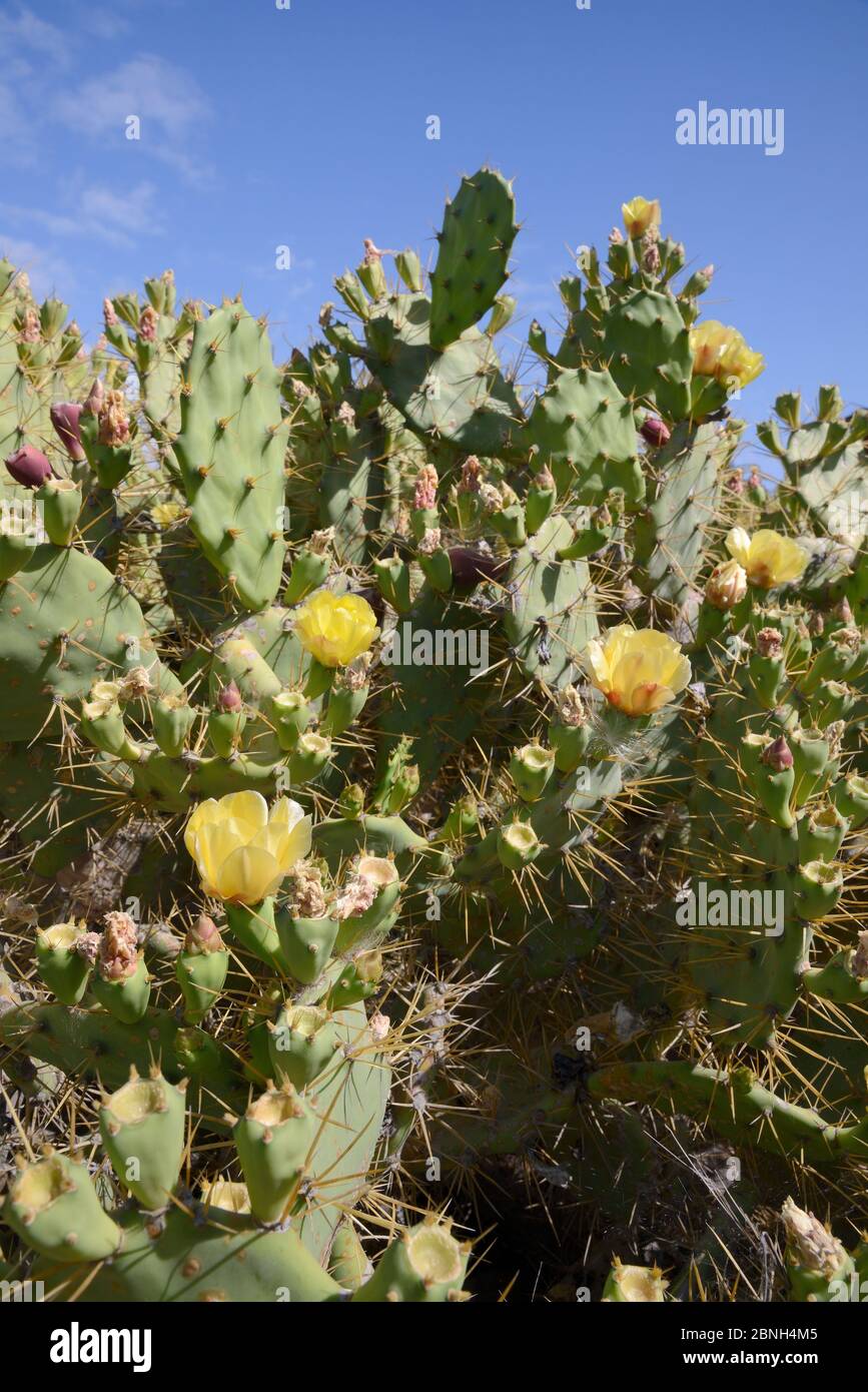 Prickly pear cactus / Barbary fig (Opuntia ficus-indica) flowering, Tenerife, May. Stock Photo