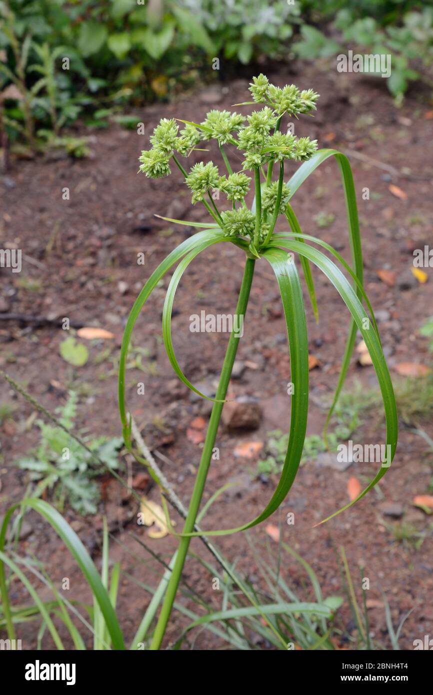 Tall flatsedge / Umbrella sedge (Cyperus eragrostis) with flower