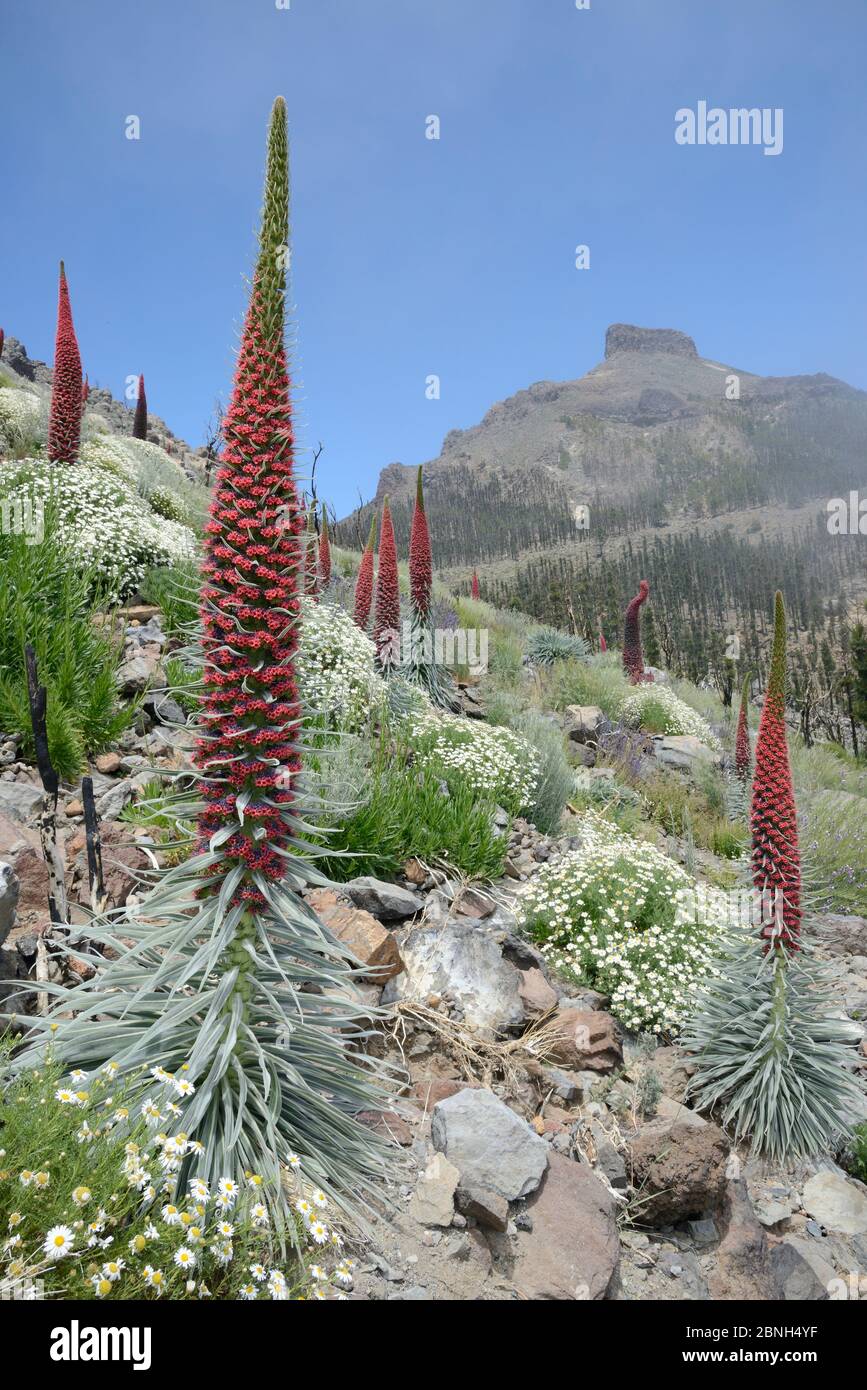 Three metre tall Mount Teide bugloss (Echium wildpretii) flowering spikes and clumps of Teide marguerite (Argyranthemum teneriffae) on misty mountains Stock Photo