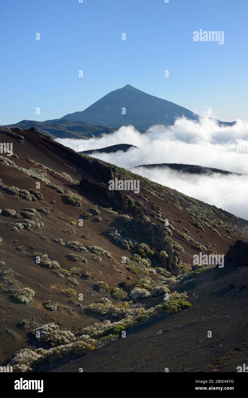 Clumps of Teide white broom (Spartocytisus supranubius) flowering on volcanic slopes with a sea of cloud rising and El Teide in the background in suns Stock Photo