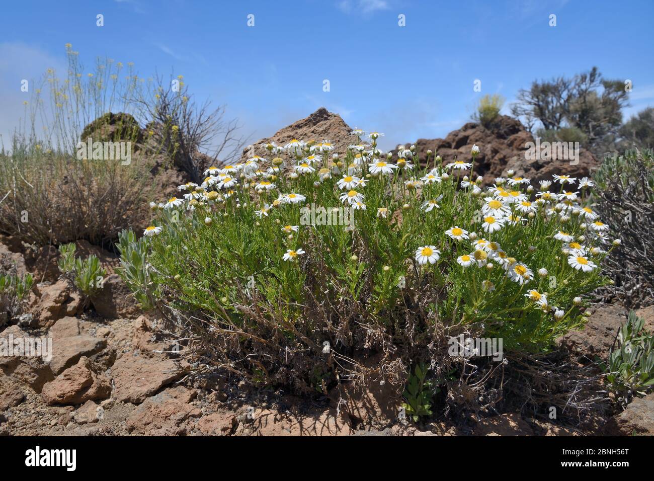 Clumps of Teide marguerites / Tenerife Daisies (Argyranthemum teneriffae) and Teide straw (Descourainia bourgaeana), endemic to Tenerife, flowering am Stock Photo