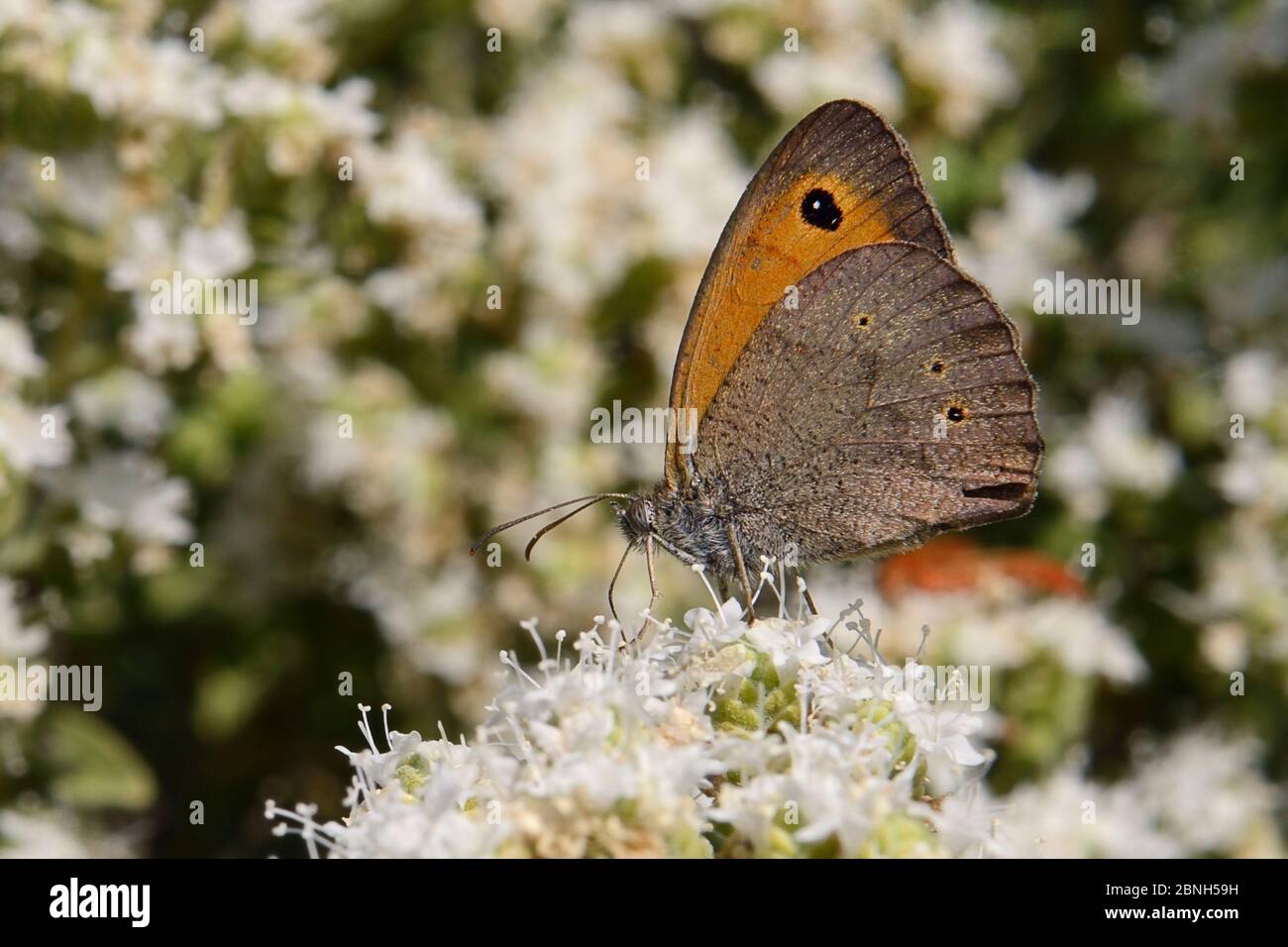 Turkish meadow brown butterfly (Maniola megala) feeding on Cretan oregano (Origanum onites) flowers with wings closed, Lesbos (Lesvos), Greece, May. Stock Photo