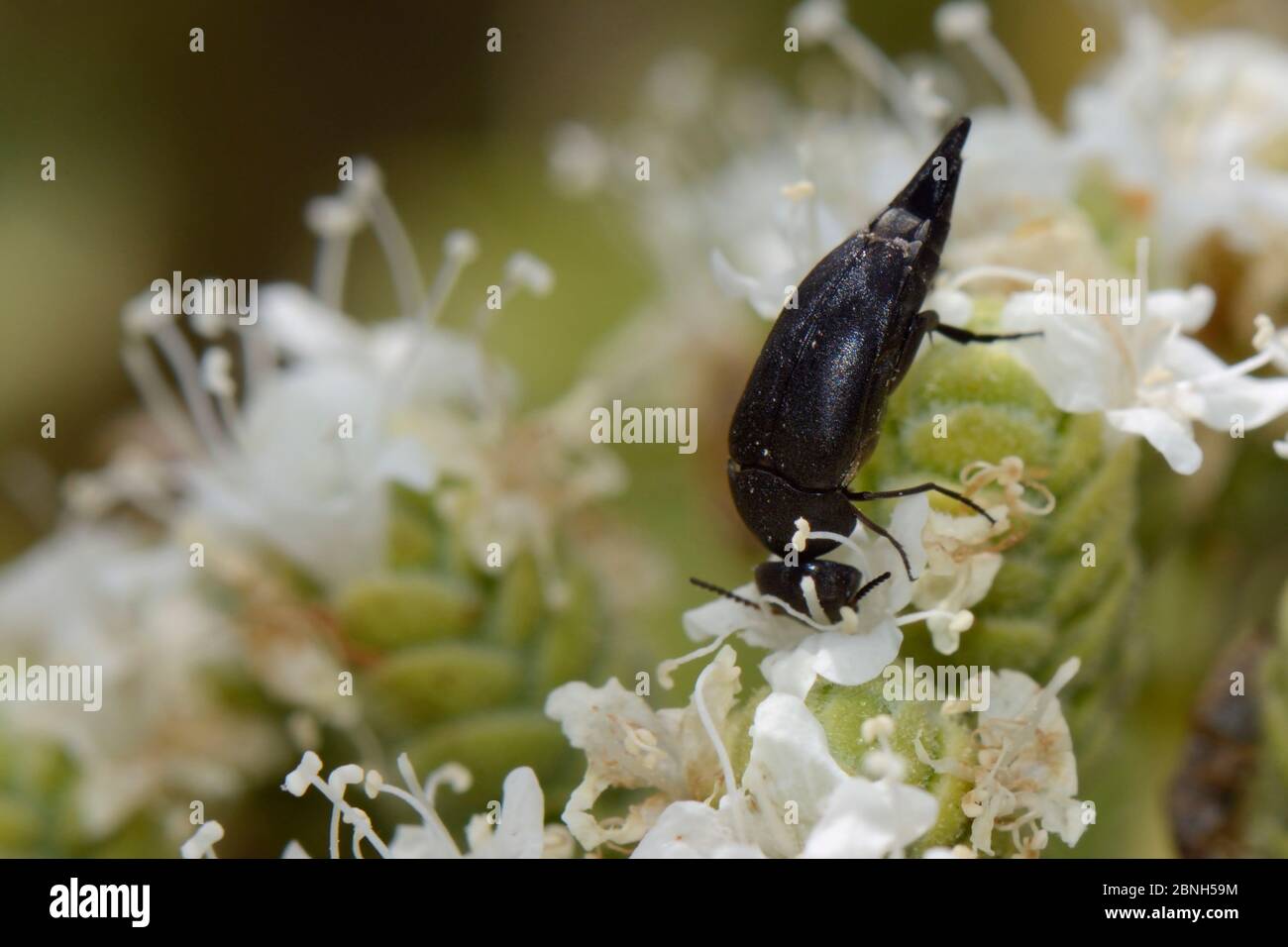 Tumbling flower beetle / Pintail beetle (Mordellidae) feeding on Cretan oregano flower (Origanum onites)  Lesbos / Lesvos, Greece, May. Stock Photo