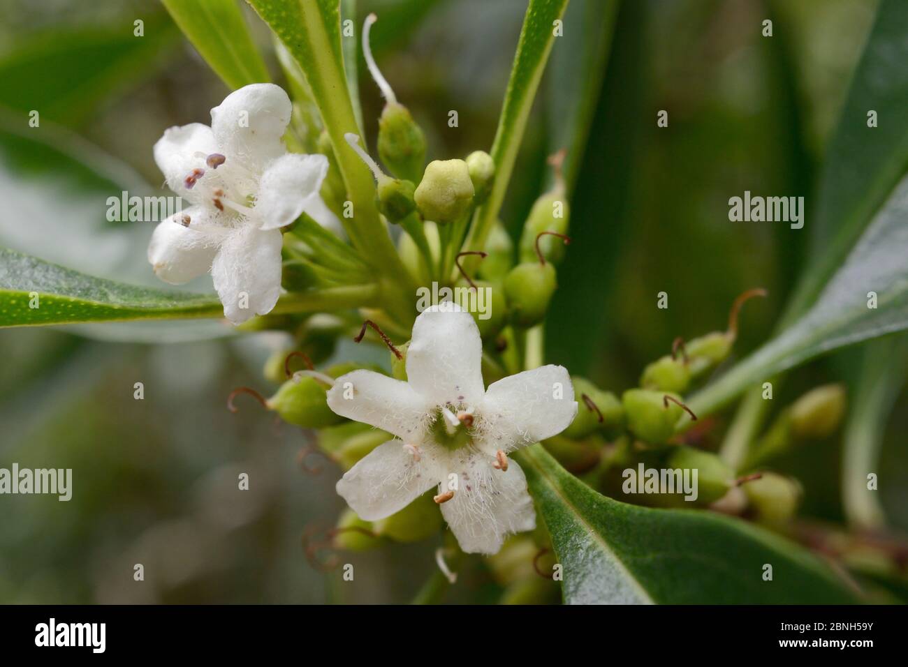 Waterbush / Pointed Boobialla (Myoporum tenuifolium) a species from Australia and New Caledonia invasive in Tenerife, with flowers and developing frui Stock Photo