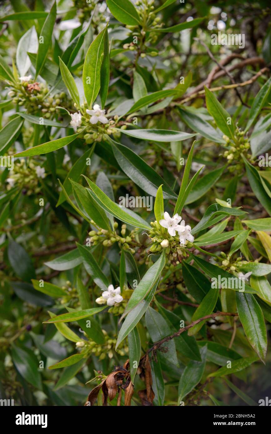 Waterbush / Pointed Boobialla (Myoporum tenuifolium) a species from Australia and New Caledonia invasive in Tenerife, flowering in montane laurel fore Stock Photo