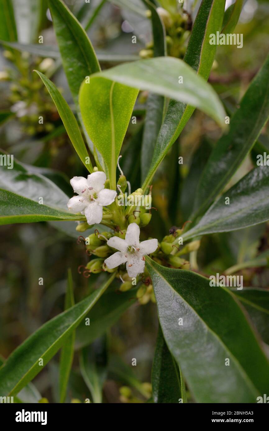 Waterbush / Pointed Boobialla (Myoporum tenuifolium) a species from Australia and New Caledonia invasive in Tenerife, with flowers and developing frui Stock Photo