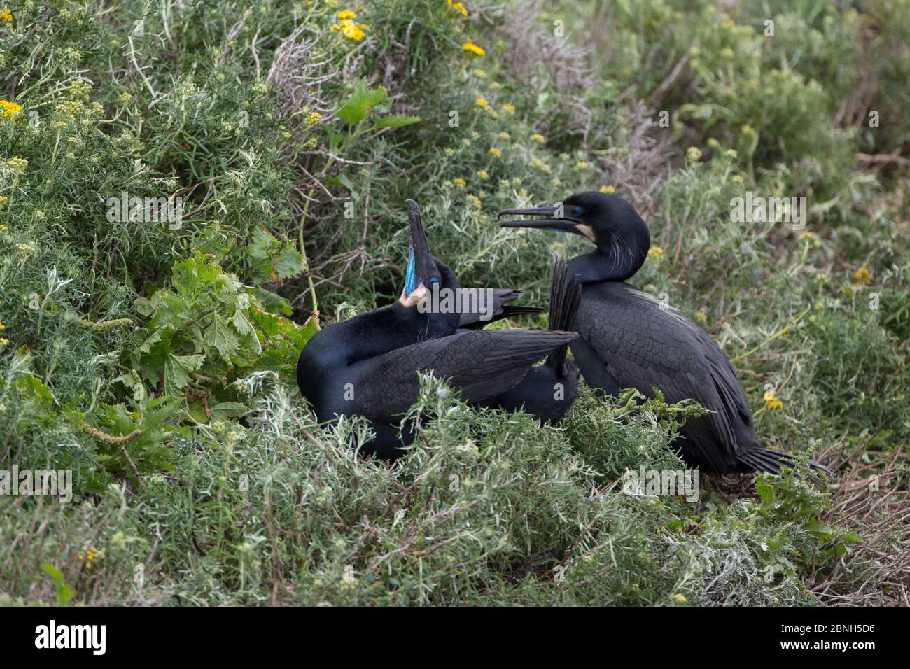 Brandt's cormorant (Phalacrocorax penicillatus) courtship display