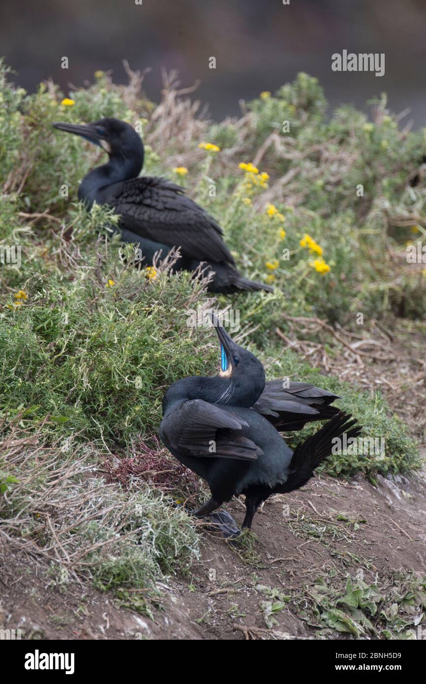Brandt's cormorant (Phalacrocorax penicillatus) courtship display