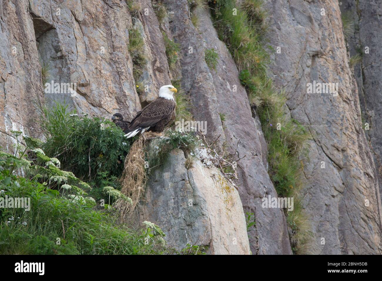 Eagle nest cliff hires stock photography and images Alamy