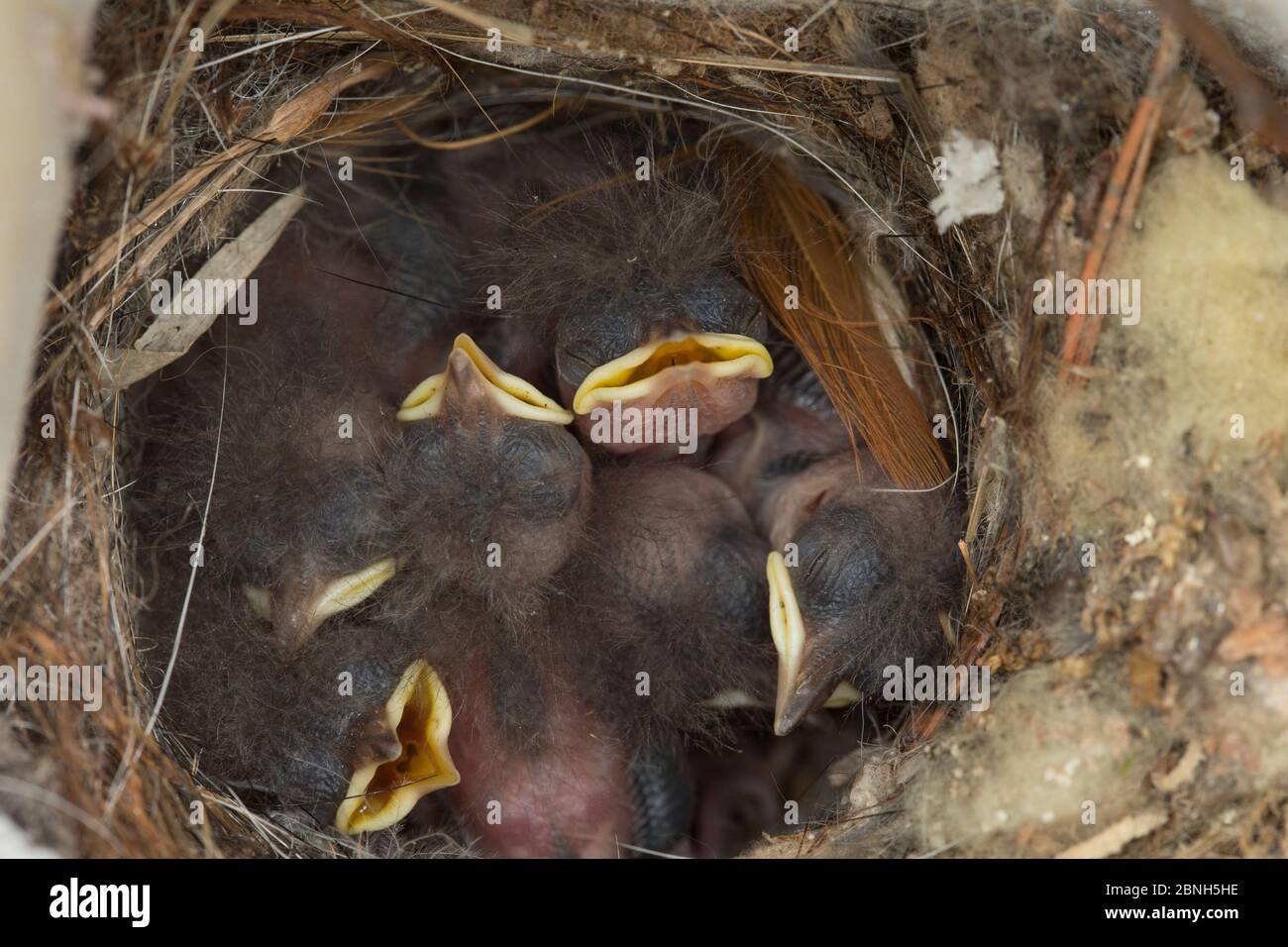 House wren (Troglodytes aedon) young chicks in nestCorte Madera, California, USA, May. Stock Photo