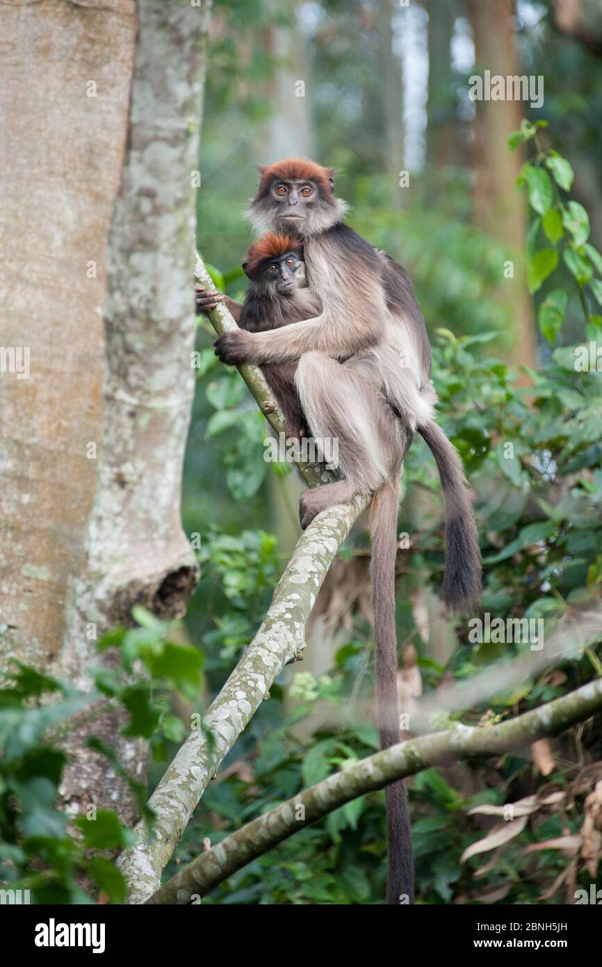Red colobus monkey (Procolobus badius) mother and infant, Kibale Forest, Uganda. Stock Photo