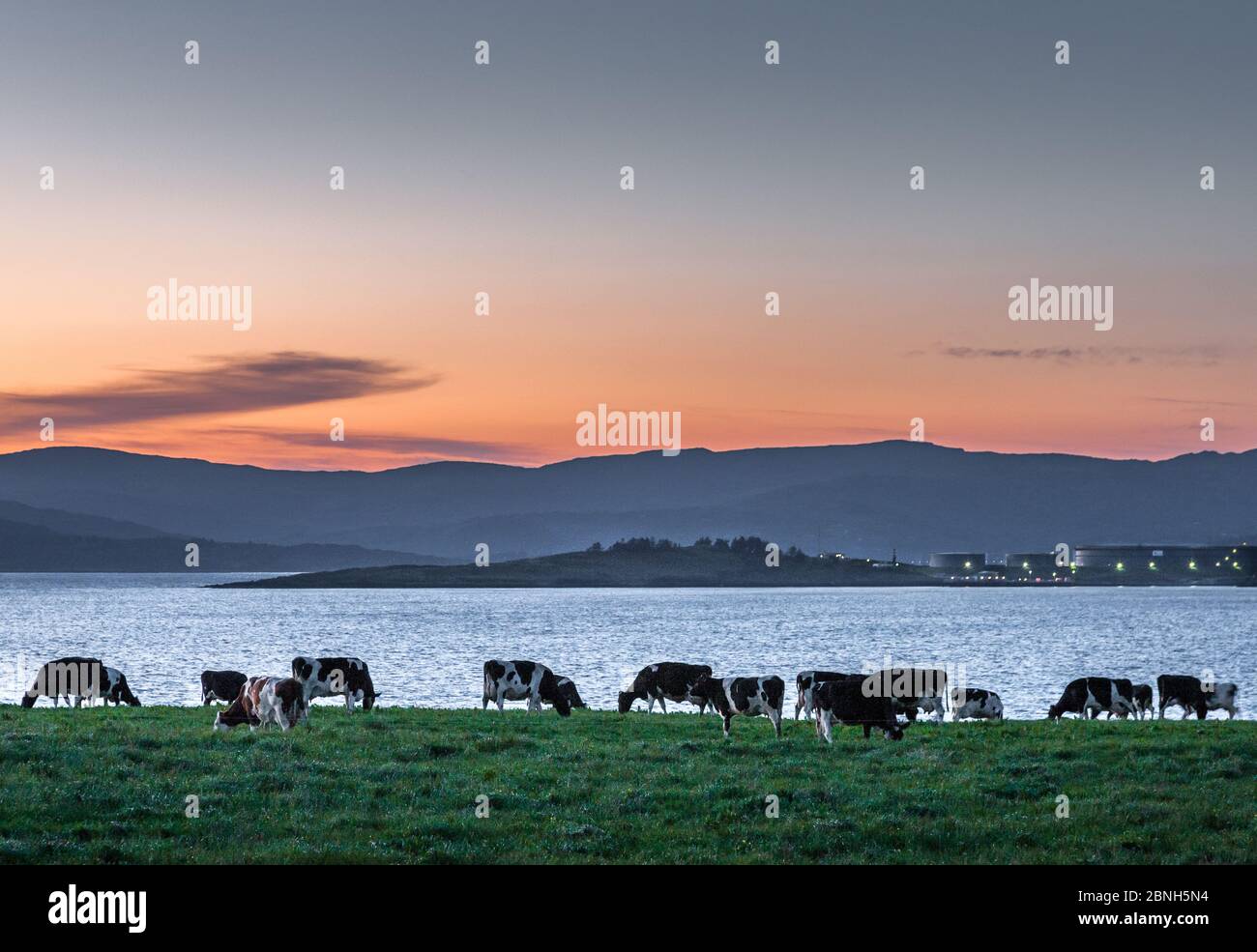 Goats Path, Bantry, Co. Cork. 14th May, 2020. Dusk light settles behind a mountain range in West Cork, while cattle graze in late evening light on the shores of Bantry Bay in County Cork, Ireland.  - Credit; David Creedon / Alamy Live News Stock Photo