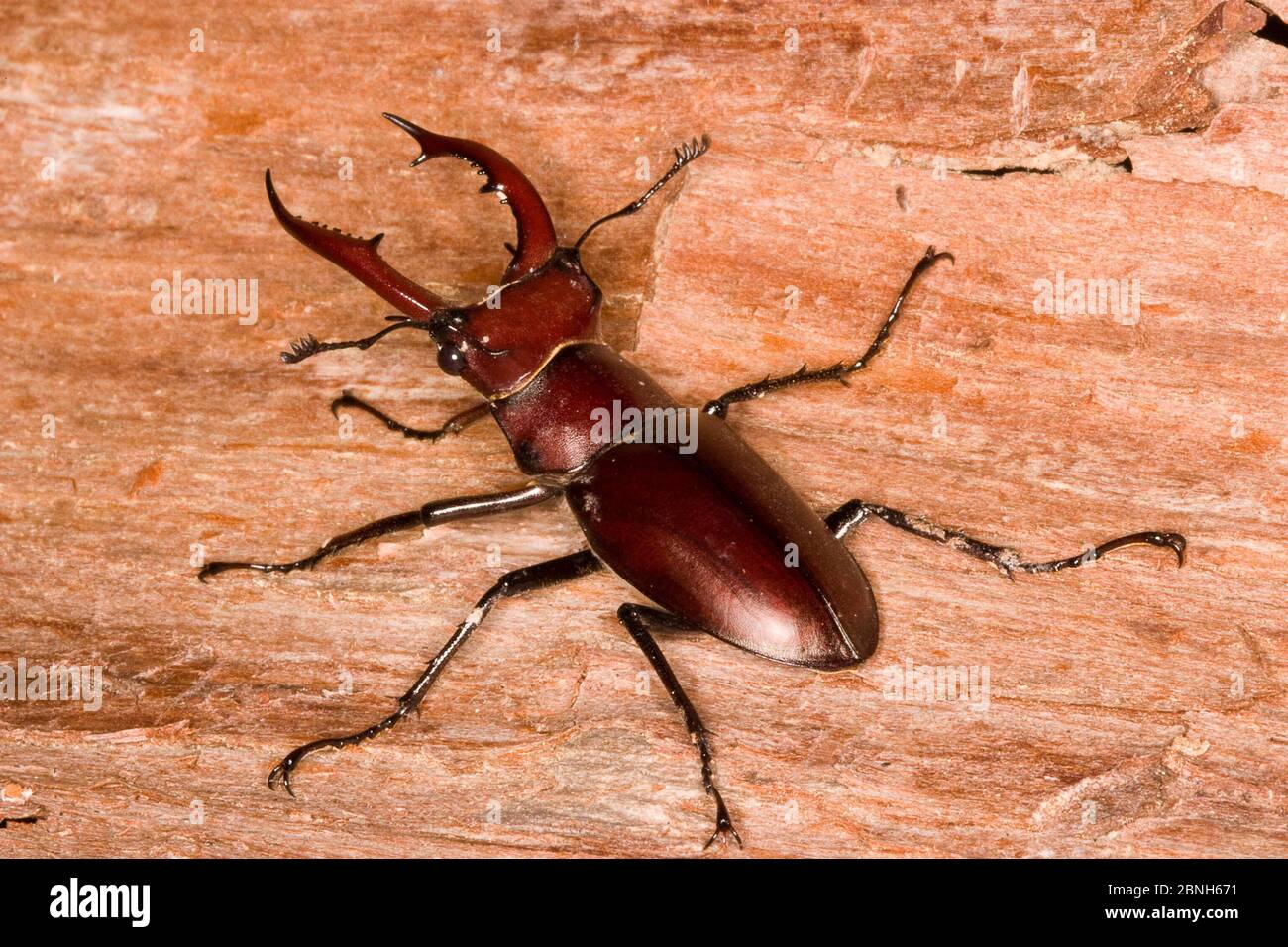 Elephant stag beetle (Lucanus elephus) male on wood, Ouachita National Forest, Arkansas, USA, May. Stock Photo