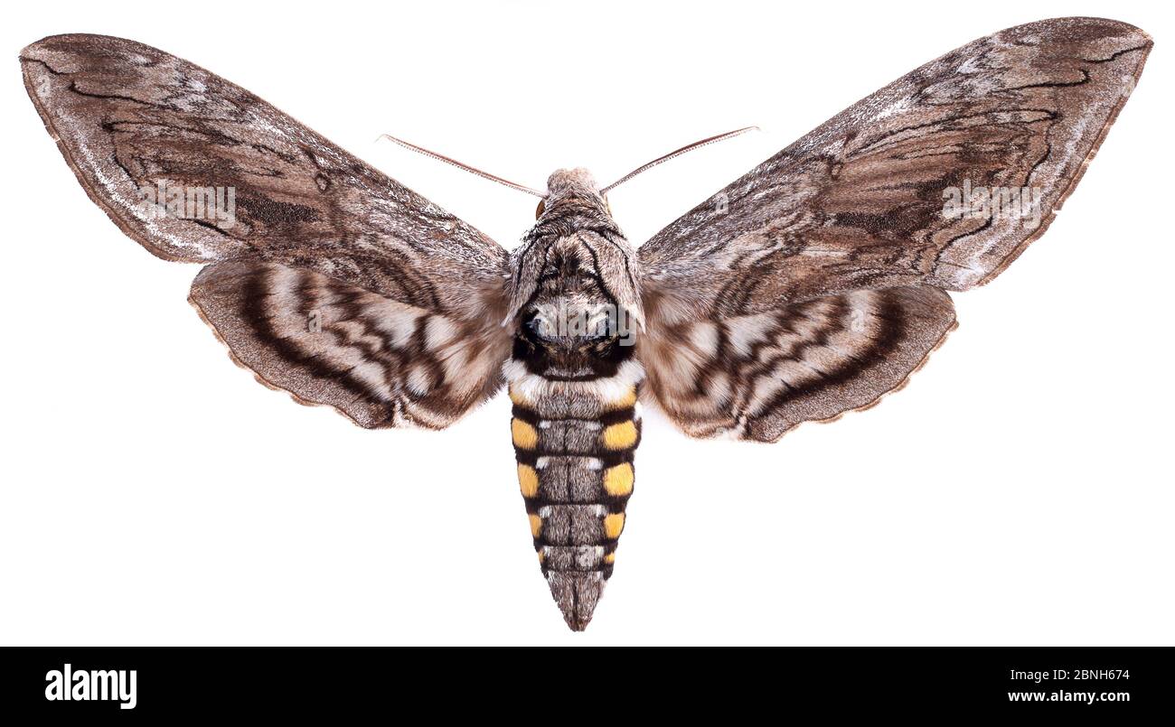 https://c8.alamy.com/comp/2BNH674/five-spotted-hawk-moth-manduca-quinquemaculata-boone-woods-park-kentucky-usa-may-2BNH674.jpg