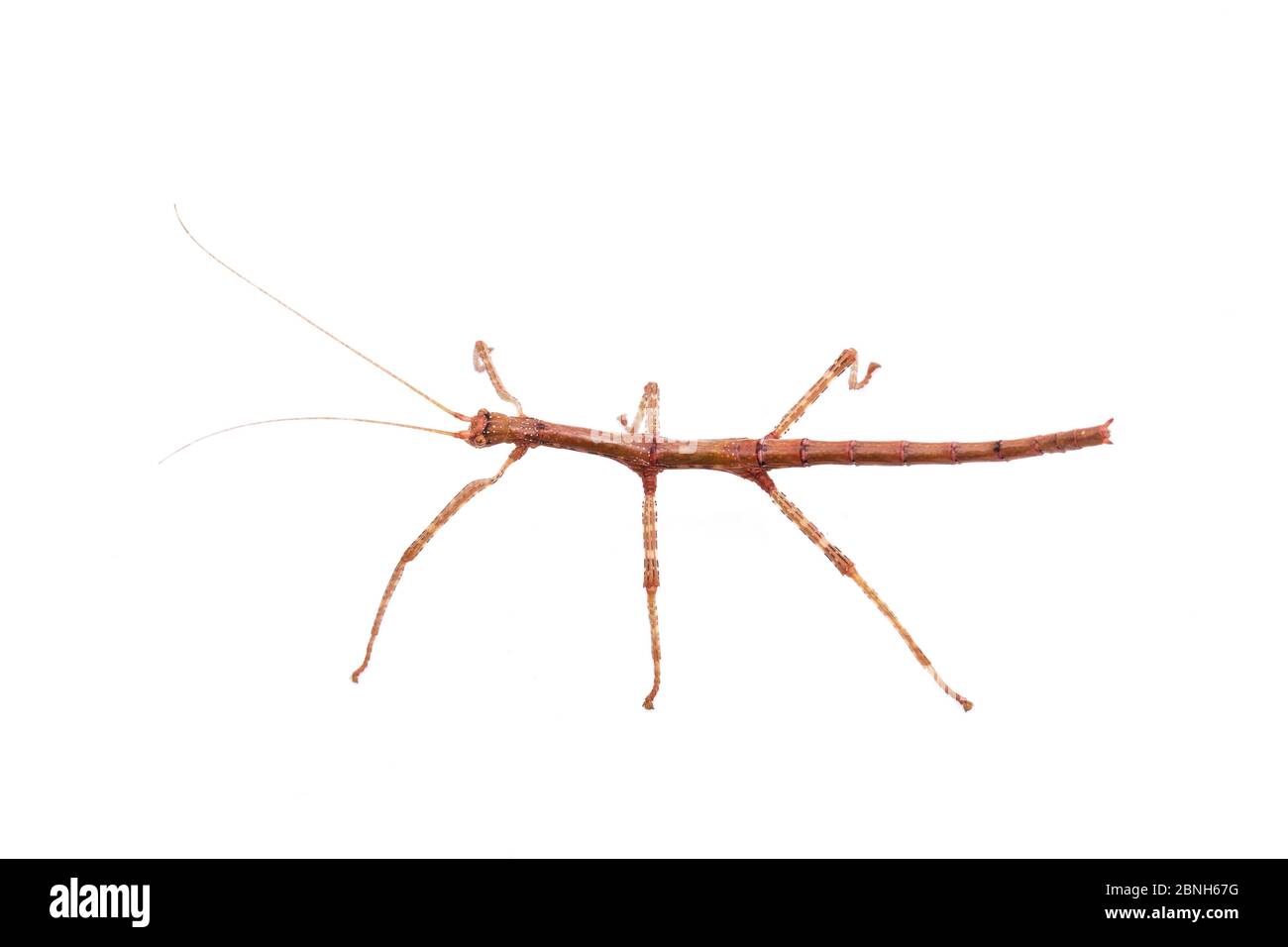 Giant walking stick (Megaphasma dentricus) nymph, captive laboratory animal. Stock Photo