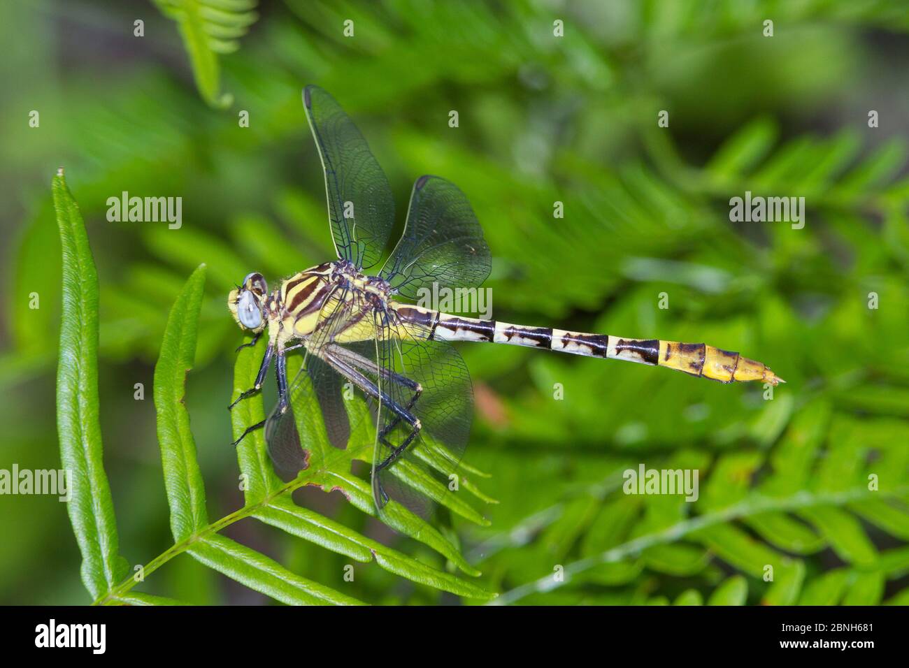 Flag-tailed spinyleg dragonfly (Dromogomphus spoliatus) female, Texas, USA, June. Stock Photo